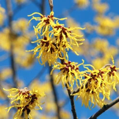 Common Witch Hazel Shrub 11 Common Witch Hazel Shrub -Plant Sale Shop Witch Hazel 1