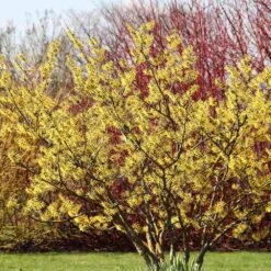 Common Witch Hazel Shrub 10 Common Witch Hazel Shrub -Plant Sale Shop Witch Hazel 6