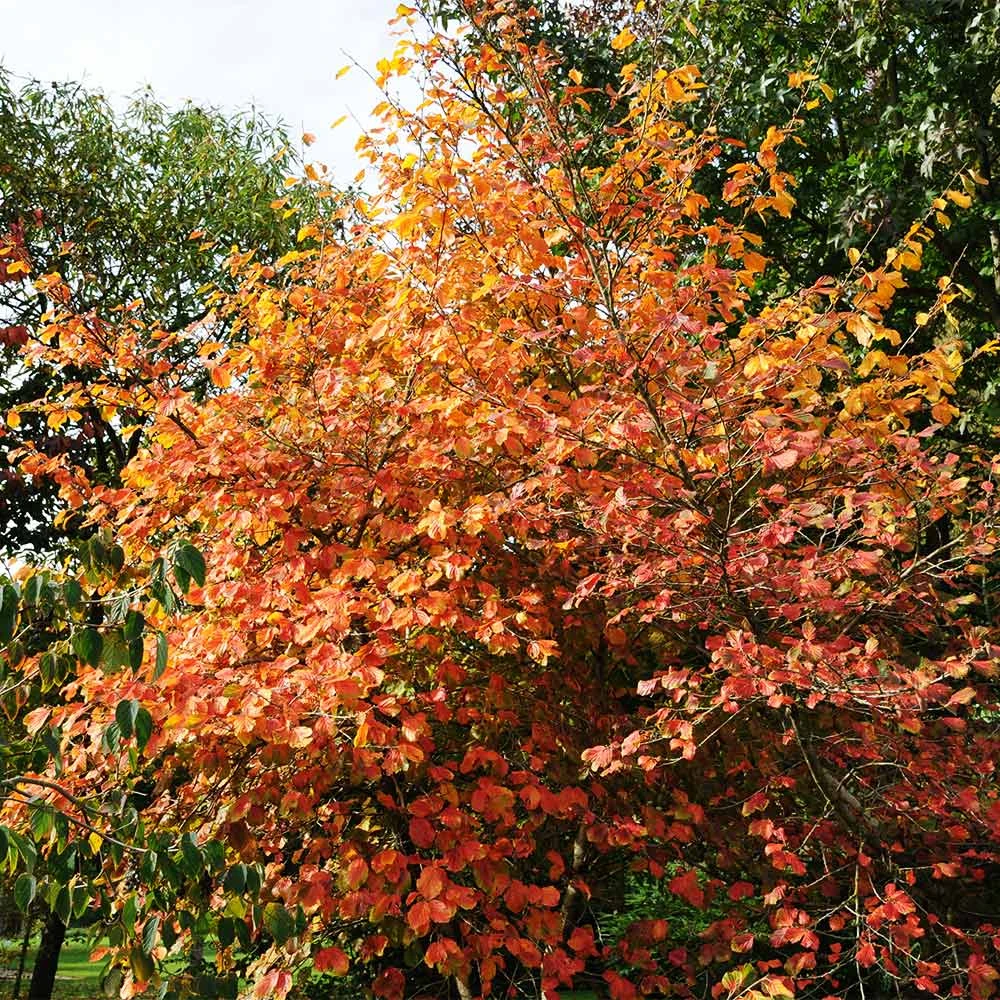 Common Witch Hazel Shrub 7 Common Witch Hazel Shrub - Image 5