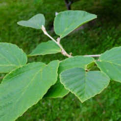 Diane Witch Hazel Shrub 10 Diane Witch Hazel Shrub -Plant Sale Shop Witch Hazel Diane 2