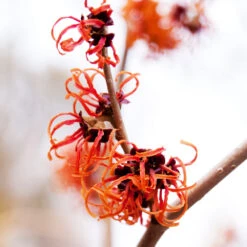 Jelena Witch Hazel Shrub 11 Jelena Witch Hazel Shrub -Plant Sale Shop Witch Hazel Jelena 2