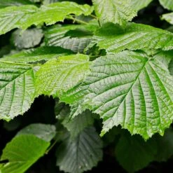 Jelena Witch Hazel Shrub 13 Jelena Witch Hazel Shrub -Plant Sale Shop Witch Hazel Jelena 4