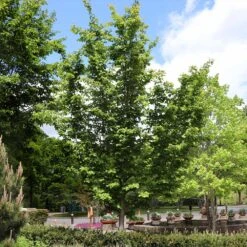 Jelena Witch Hazel Shrub 15 Jelena Witch Hazel Shrub -Plant Sale Shop Witch Hazel Jelena 6