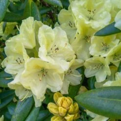 Yellow Rhododendron 7 Yellow Rhododendron -Plant Sale Shop Yellow Rhododendron 2 FGT