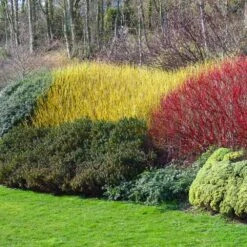 Yellow Twig Dogwood Shrub 12 Yellow Twig Dogwood Shrub -Plant Sale Shop Yellow Twig Dogwood 1