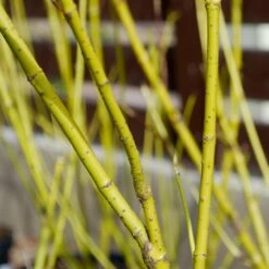 Yellow Twig Dogwood Shrub 14 Yellow Twig Dogwood Shrub -Plant Sale Shop Yellow Twig Dogwood 4 FGT