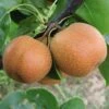 Yoinashi Asian Pear Tree -Plant Sale Shop Yoinashi Asian Pear 350