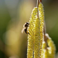 York Filbert Hazelnut 13 York Filbert Hazelnut -Plant Sale Shop York Hazelnut 2