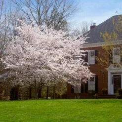 Yoshino Cherry Tree 11 Yoshino Cherry Tree -Plant Sale Shop Yoshino Cherry 8 FGT