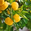 Yuzu Tree 1 Yuzu Tree -Plant Sale Shop Yuzu Citrus FGT 600x600 f4fe55aa 8325 4d58 8b4b 8490fdfe6633
