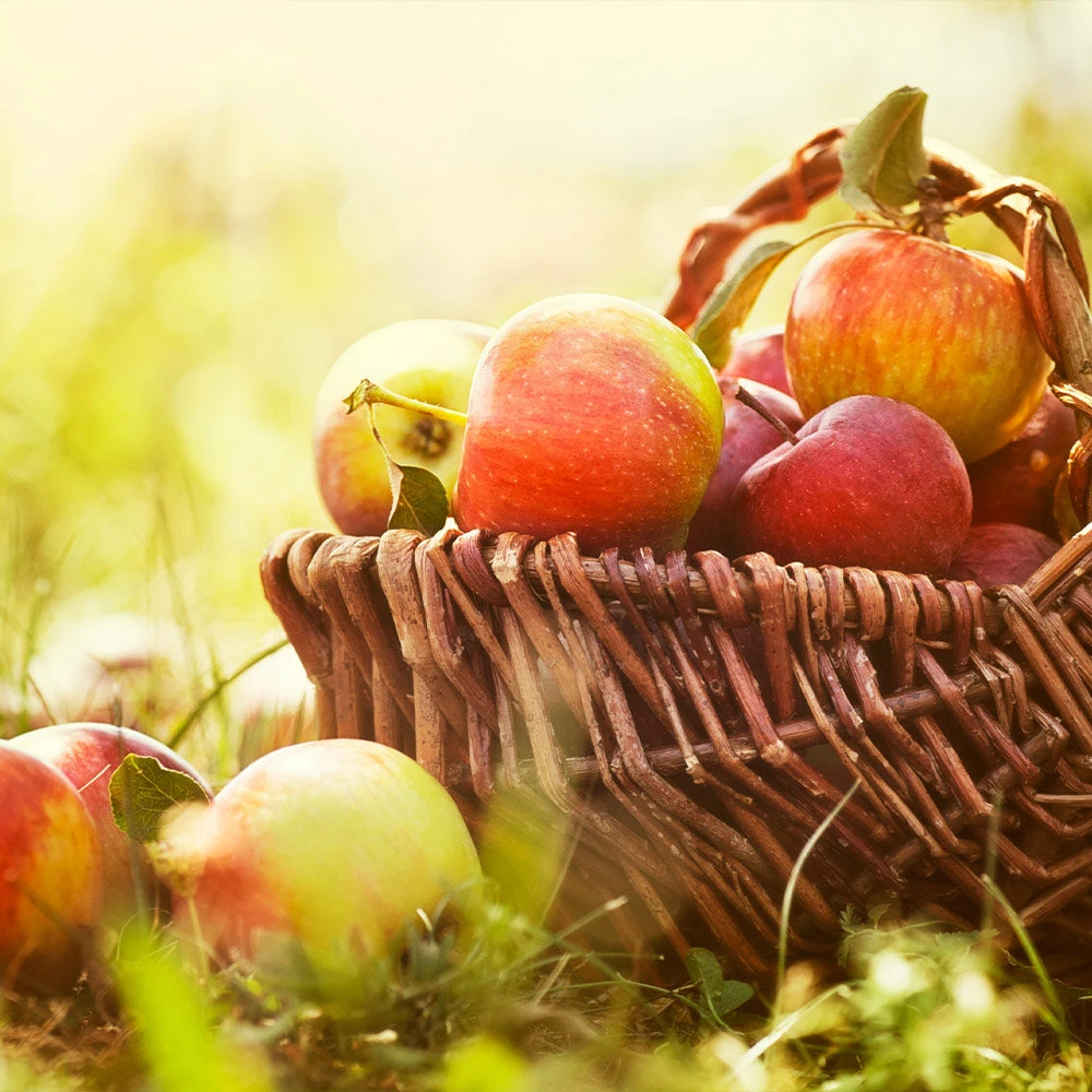 Zestar Apple Tree 5 Zestar Apple Tree - Image 3