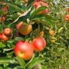 Zestar Apple Tree -Plant Sale Shop Zestar Apple FGT 600x600 33124e32 4de1 4553 9173 3ff4b1b2002f