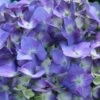Let's Dance® Blue Jangles Hydrangea Shrub -Plant Sale Shop hydrangea lets dance blue jangles FGT 600x600 25bcb94d 9c22 4f28 98ac dd802bf22f52