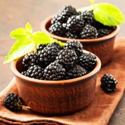 Kiowa Blackberry Bush 9 Kiowa Blackberry Bush -Plant Sale Shop kiowa blackberry 3