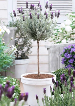 Lavender Standard Topiary Tree -Plant Sale Shop lavender topiary 600
