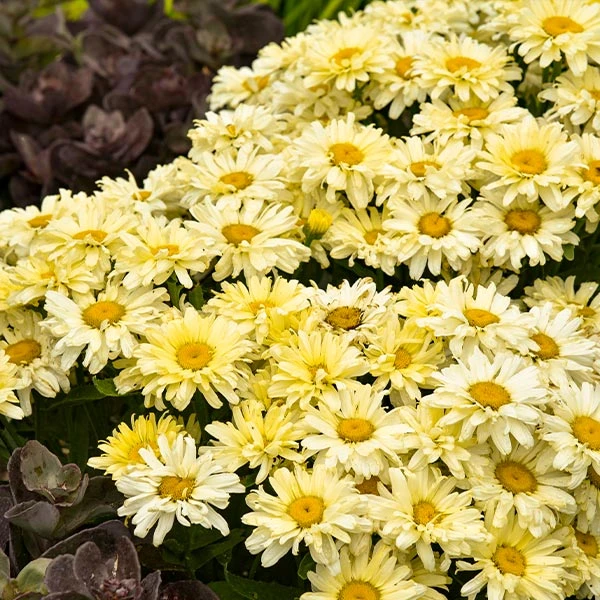 Amazing Daisies® ‘Banana Cream II’ Shasta Daisy 3 Amazing Daisies® ‘Banana Cream II’ Shasta Daisy