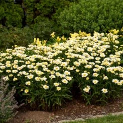 Amazing Daisies® ‘Banana Cream II’ Shasta Daisy 8 Amazing Daisies® ‘Banana Cream II’ Shasta Daisy -Plant Sale Shop leucanthemum amazing daisies banana cream ii 3