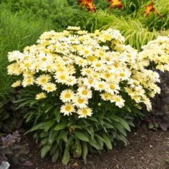 Amazing Daisies® ‘Banana Cream II’ Shasta Daisy 9 Amazing Daisies® ‘Banana Cream II’ Shasta Daisy -Plant Sale Shop leucanthemum amazing daisies banana cream ii gal