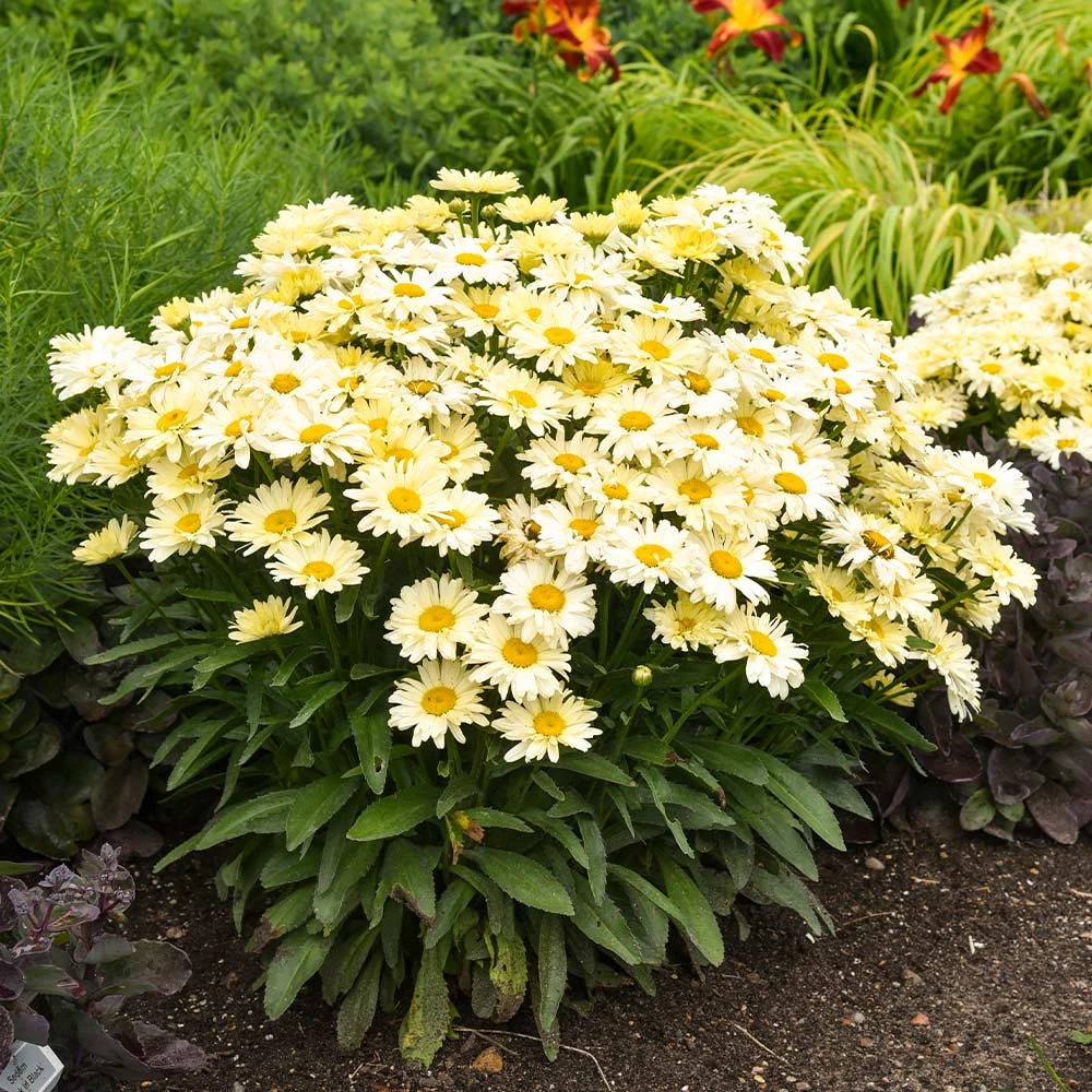 Amazing Daisies® ‘Banana Cream II’ Shasta Daisy 6 Amazing Daisies® ‘Banana Cream II’ Shasta Daisy - Image 4