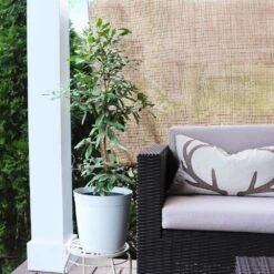 Miracle Berry Plant 10 Miracle Berry Plant -Plant Sale Shop mIRACLE bERRY 4 FGT