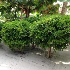 Miracle Berry Plant 11 Miracle Berry Plant -Plant Sale Shop mIRACLE bERRY 6