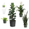 New Apartment House Plant Kit -Plant Sale Shop new apartment 600x600 69fe138b a539 4040 9046 311493f7657f