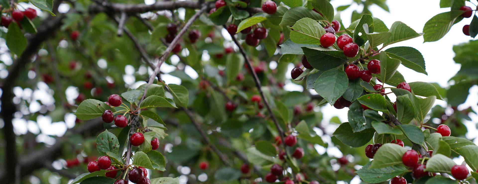 Front Page 1 Front Page -Plant Sale Shop pexels tahir x lf 2153788153 33328091