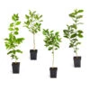 Citrus Tree Variety Kit -Plant Sale Shop pkg 1 Mey Persian Lime Calomon Navel 1 2 1QT 600x600 508a9d8f 9614 4768 bd25 466123650312
