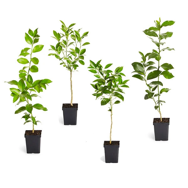 Citrus Tree Variety Kit 3 Citrus Tree Variety Kit