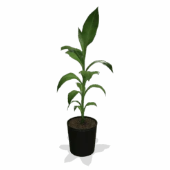 Cold Hardy Banana Tree -Plant Sale Shop products 0759c65d 800b 498b b0a2 d9fb8d8c790e