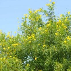 Sundance Tecoma 9 Sundance Tecoma -Plant Sale Shop tECOMA sTANS sUNDANCE 1