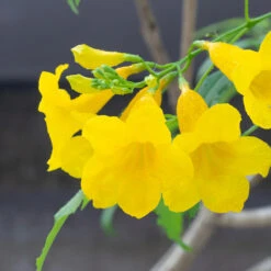 Sundance Tecoma 8 Sundance Tecoma -Plant Sale Shop tECOMA sTANS sUNDANCE 3