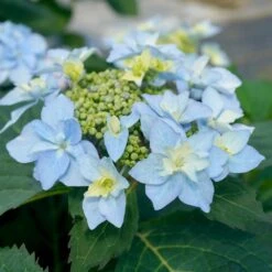 Tuff Stuff Ah-Ha® Hydrangea Shrub -Plant Sale Shop tuff stuff ah ha hydrangea 3