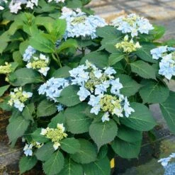 Tuff Stuff Ah-Ha® Hydrangea Shrub -Plant Sale Shop tuff stuff ah ha hydrangea 4