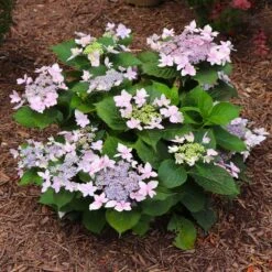 Tuff Stuff Ah-Ha® Hydrangea Shrub -Plant Sale Shop tuff stuff ah ha hydrangea 7 FGT