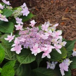 Tuff Stuff Ah-Ha® Hydrangea Shrub -Plant Sale Shop tuff stuff ah ha hydrangea 8