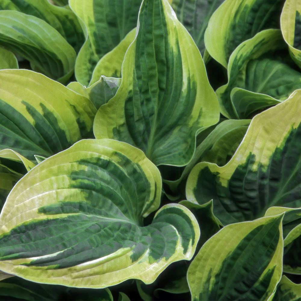Wide Brim Hosta 5 Wide Brim Hosta - Image 3