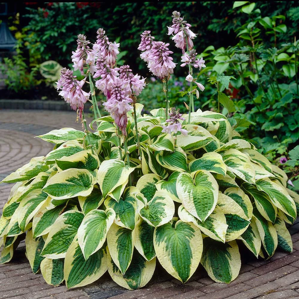 Wide Brim Hosta 4 Wide Brim Hosta - Image 2